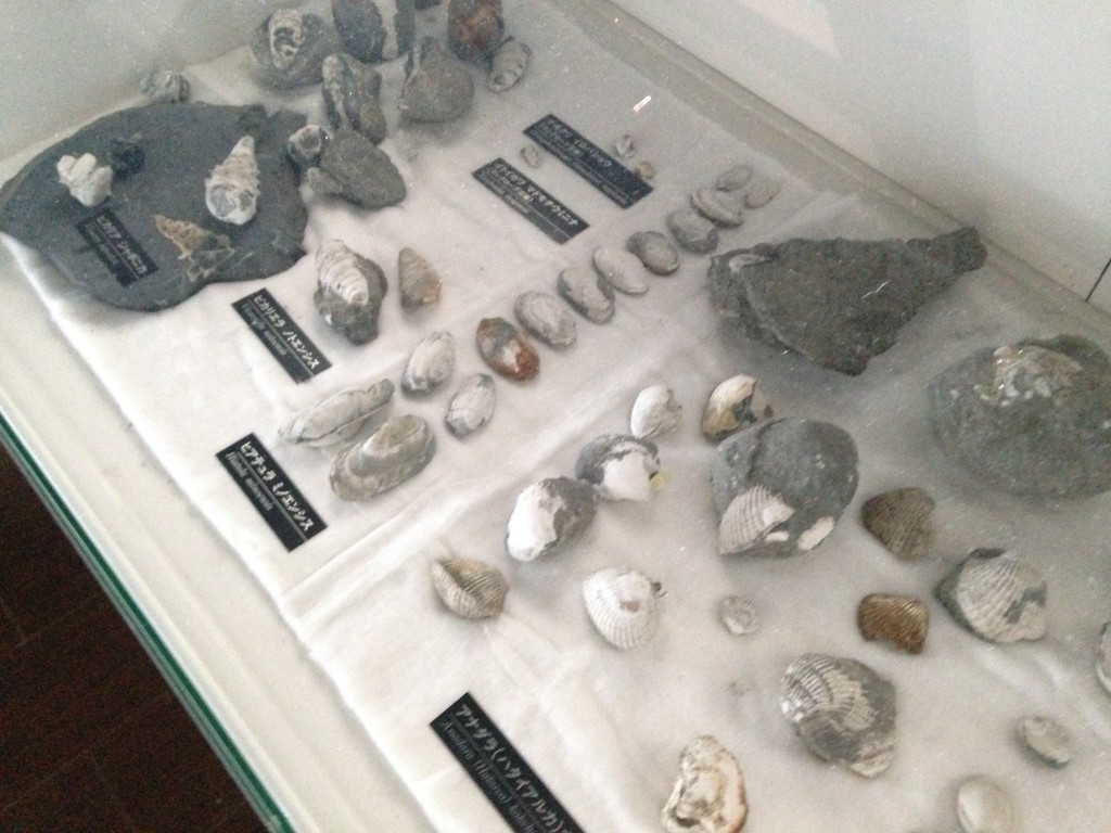 様々な化石が並ぶ（貝が多い）