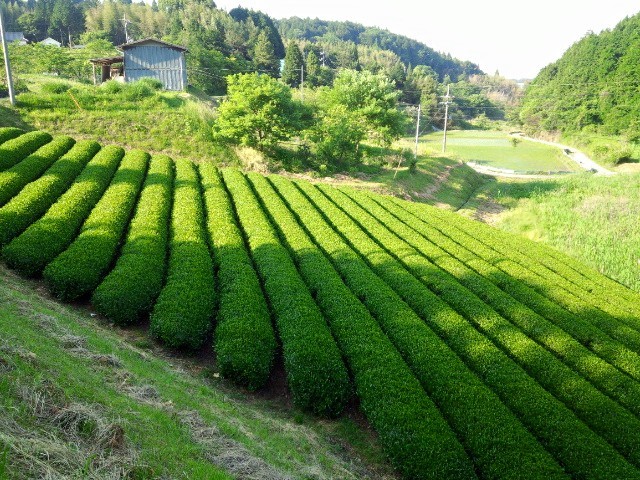 美しい茶畑の風景をいつまでも