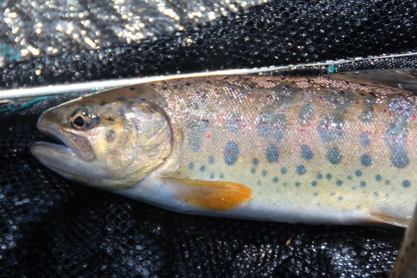 赤い斑点が特徴の渓流魚アマゴ。似ている魚、ヤマメは斑点がない。
